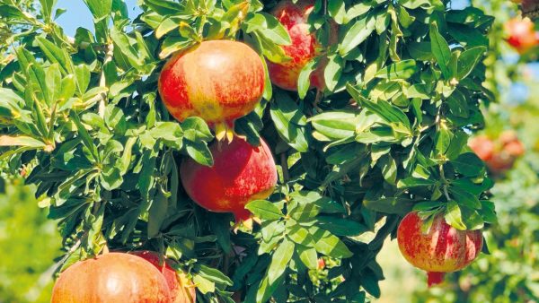 GAP narının katma değerli yolculuğu başladı